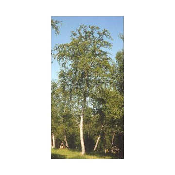 Msa betula pubescens 50ml