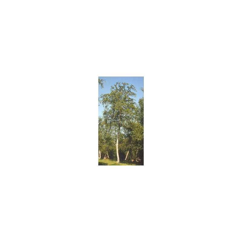 Msa betula pubescens 50ml Msa betula pubescens 50ml