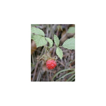 Msa rubus idaeus 50ml